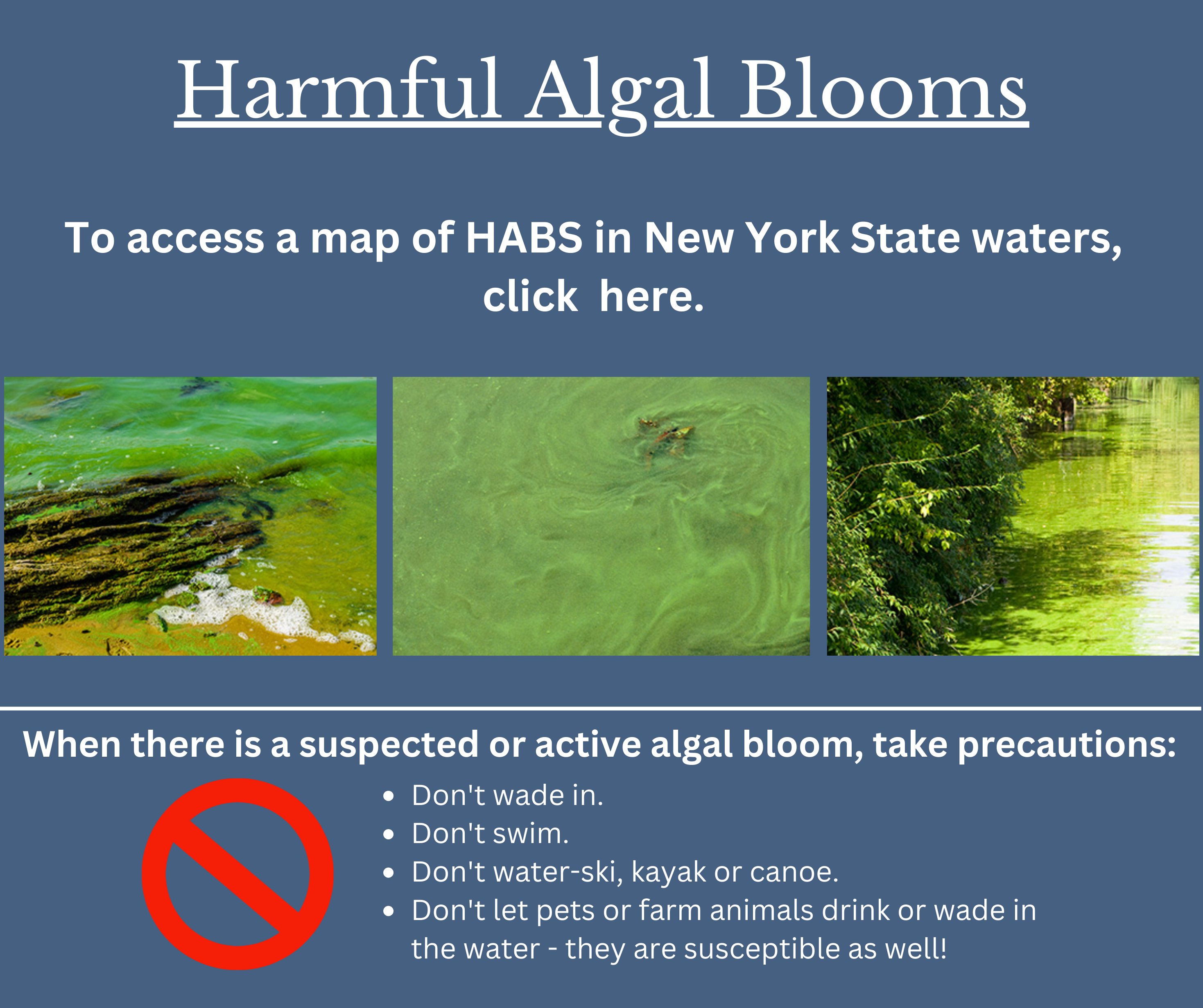 To access a map of HABS in New York State waters,  click  here. 