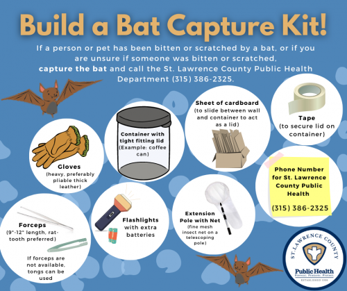 Capture a Bat